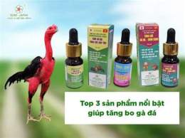 hướng dẫn sử dụng gà đá bo lớn là sao