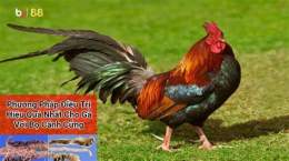 hướng dẫn sử dụng gà đá campuchia mới nhất