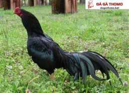 hướng dẫn sử dụng gà đá cựa tròn
