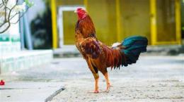 hướng dẫn sử dụng gà đá gà tre