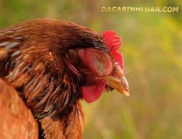 hướng dẫn sử dụng gà đá về bị khò khè