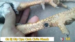 hướng dẫn sử dụng gà gãy cựa có đá được không