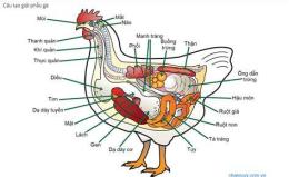 hướng dẫn sử dụng gà là động vật đa bào