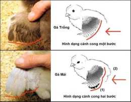 hướng dẫn sử dụng gà mái đá gà trống