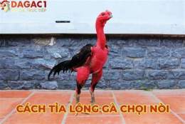hướng dẫn sử dụng gà nòi chân bị quỳnh thu đá được hông