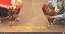 hướng dẫn sử dụng gà que trích và những trận đá thomo
