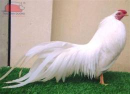 hướng dẫn sử dụng gà tre đá việt nam