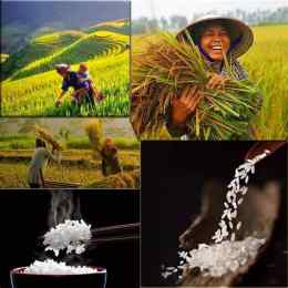 hướng dẫn sử dụng gạo tẻ hạt dài