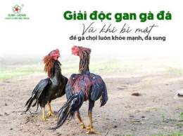 hướng dẫn sử dụng giải độc gan cho gà đá