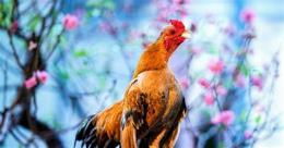 hướng dẫn sử dụng giong ga da moi nhat hien nay