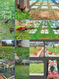 hướng dẫn sử dụng hình ảnh trại gà đá