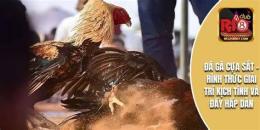hướng dẫn sử dụng hình gà đá cựa