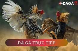 hướng dẫn sử dụng hom nay da ga mau gi