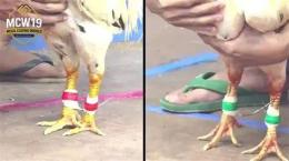hướng dẫn sử dụng hướng dẫn cách băng cựa gà đá