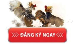 hướng dẫn sử dụng hướng dẫn đăng ký đá gà thomo