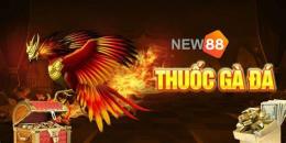 hướng dẫn sử dụng kèo đá gà new88