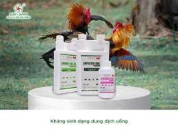 hướng dẫn sử dụng khang cr7 đá gà
