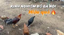 hướng dẫn sử dụng kinh nghiệm chọn gà nòi đá