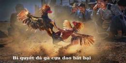 hướng dẫn sử dụng kinh nghiệm đá gà cựa dao