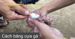 hướng dẫn sử dụng kỹ thuật trồng cựa gà đá