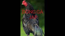 hướng dẫn sử dụng lối đá gà jap