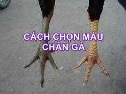 hướng dẫn sử dụng màu chân gà đá