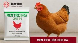 hướng dẫn sử dụng men tiêu hoá cho gà đá