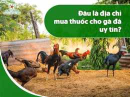 hướng dẫn sử dụng mua ban ga da soc trang