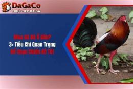 hướng dẫn sử dụng mua ga da o dau
