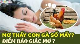 hướng dẫn sử dụng nằm mơ thấy đá gà đánh con gì