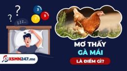 hướng dẫn sử dụng nằm mơ thấy đá gà đánh số may