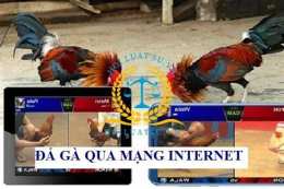 hướng dẫn sử dụng phim đá gà mạng