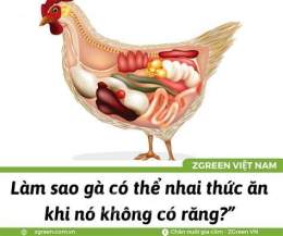 hướng dẫn sử dụng tại sao trong dạ dày cơ của gà lại có sỏi