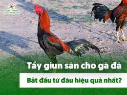 hướng dẫn sử dụng tẩy giun cho gà đá