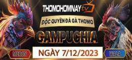 hướng dẫn sử dụng thomohomnay trực tiếp đá gà