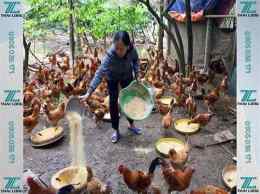 hướng dẫn sử dụng thức ăn cho gà đá cựa