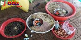 hướng dẫn sử dụng thức ăn gà đá sv388