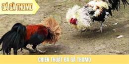 hướng dẫn sử dụng tin tức đá gà thomo