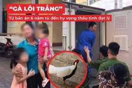 hướng dẫn sử dụng tội đá gà đi tù bao nhiêu năm