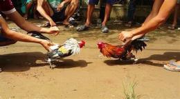 hướng dẫn sử dụng trò chơi đá gà mầm non