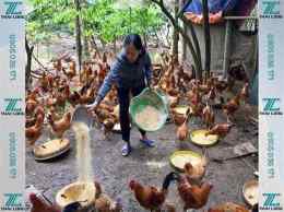 hướng dẫn sử dụng trộn thức ăn cho gà đá