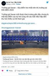 hướng dẫn sử dụng trực tiếp đá gà savan lào