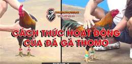 hướng dẫn sử dụng truc tiep da ga thomo 20/6
