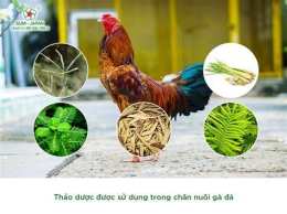 hướng dẫn sử dụng việc làm nuôi gà đá