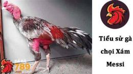 hướng dẫn sử dụng xám messi đá gà