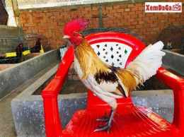 hướng dẫn sử dụng xem ga da cua sat hay nhat