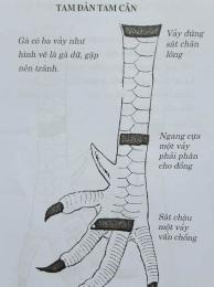 hướng dẫn sử dụng xem gà đá giải