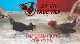 hướng dẫn sử dụng xổ đá gà thomo