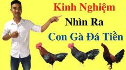 hướng dẫn sử dụng youtube đá gà cựa sắt