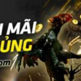 kênh đá gà thomo